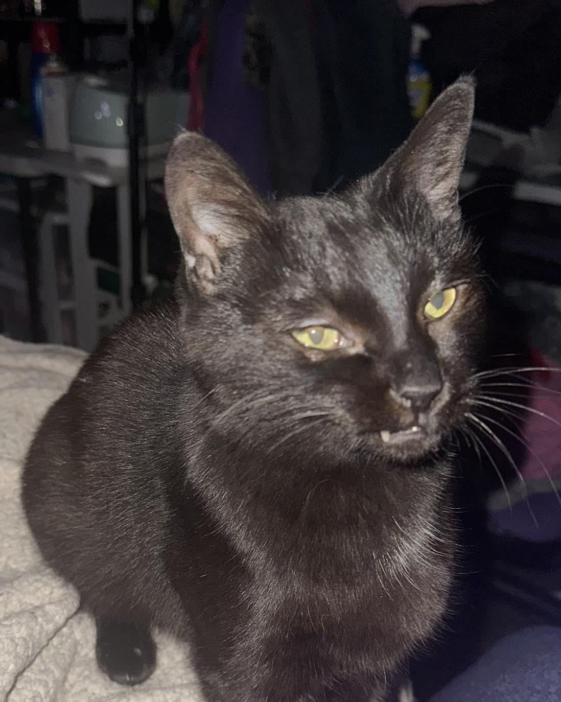 Enlarge Kiwi, a Adoptable Domestic Short Hair in Burton, MI image 2/3