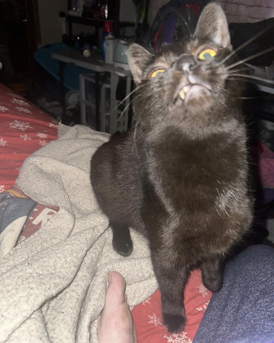 Enlarge Kiwi, a Adoptable Domestic Short Hair in Burton, MI image 3/3