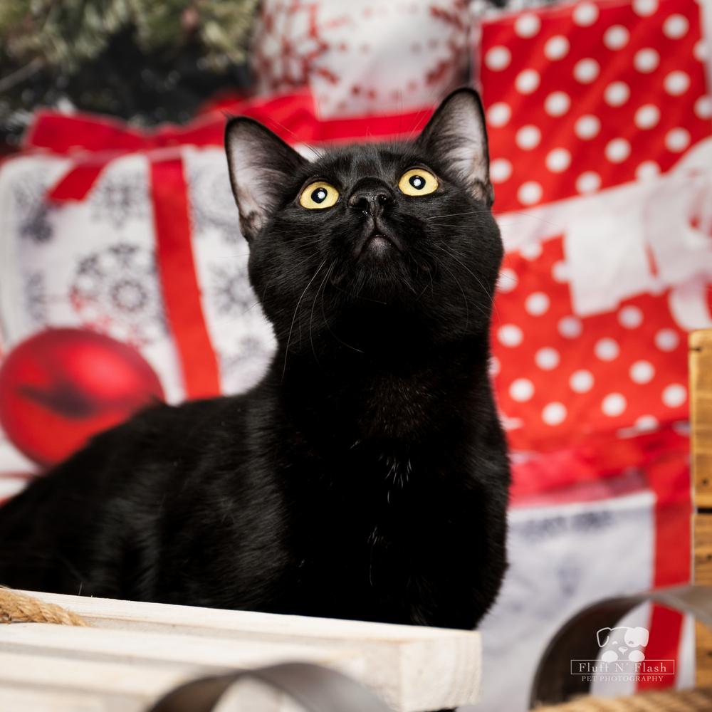 Willow, a Adoptable mixed breed in Calimesa, CA image 1/6