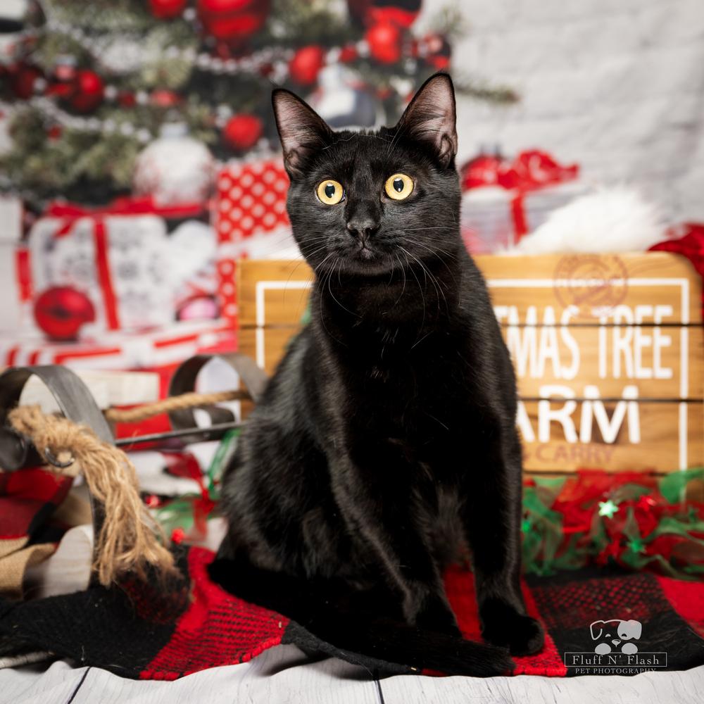 Willow, a Adoptable mixed breed in Calimesa, CA image 2/6