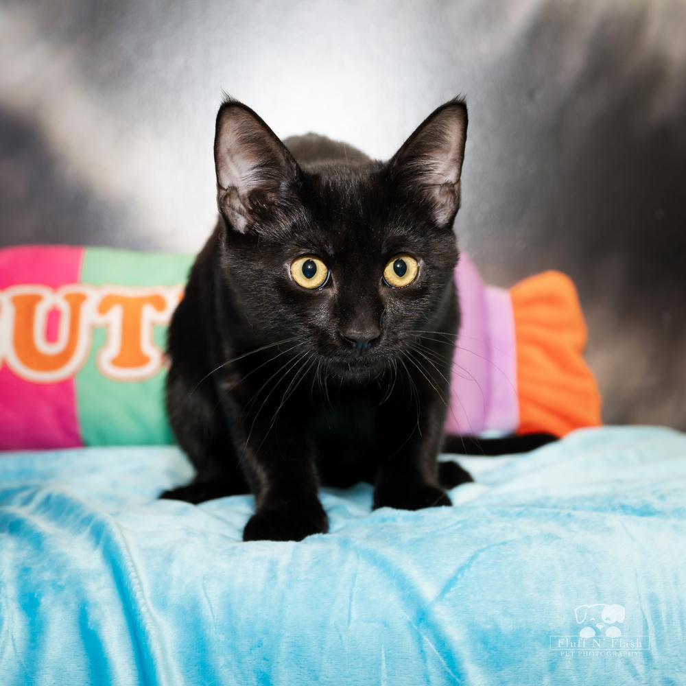 Willow, a Adoptable mixed breed in Calimesa, CA image 3/6