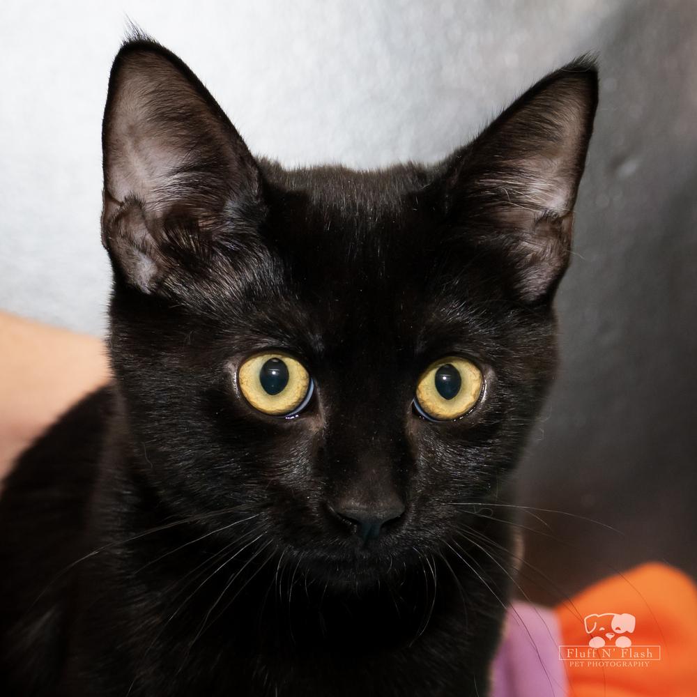 Willow, a Adoptable mixed breed in Calimesa, CA image 4/6