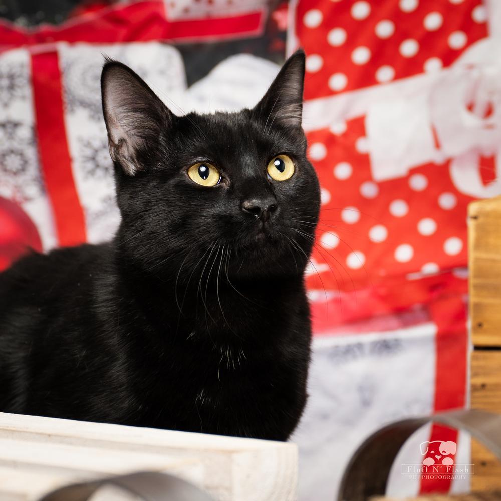 Willow, a Adoptable mixed breed in Calimesa, CA image 5/6