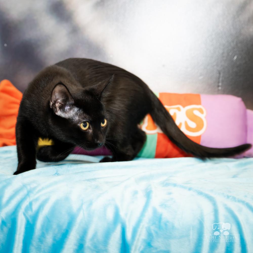 Willow, a Adoptable mixed breed in Calimesa, CA image 6/6