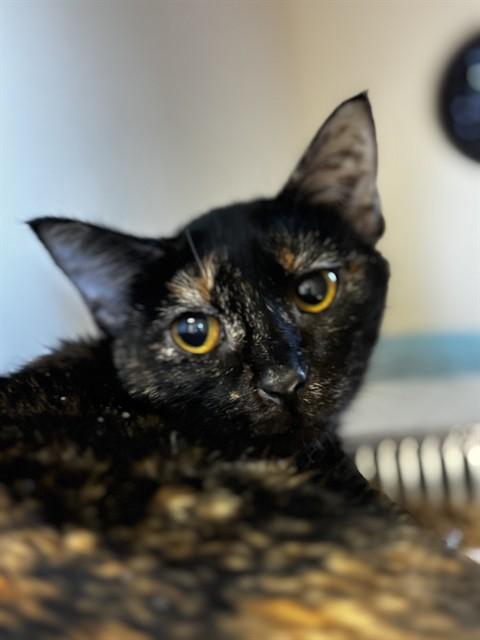 Enlarge EVA THE DIVA, a Adoptable Domestic Short Hair in Louisville, KY image 1/1