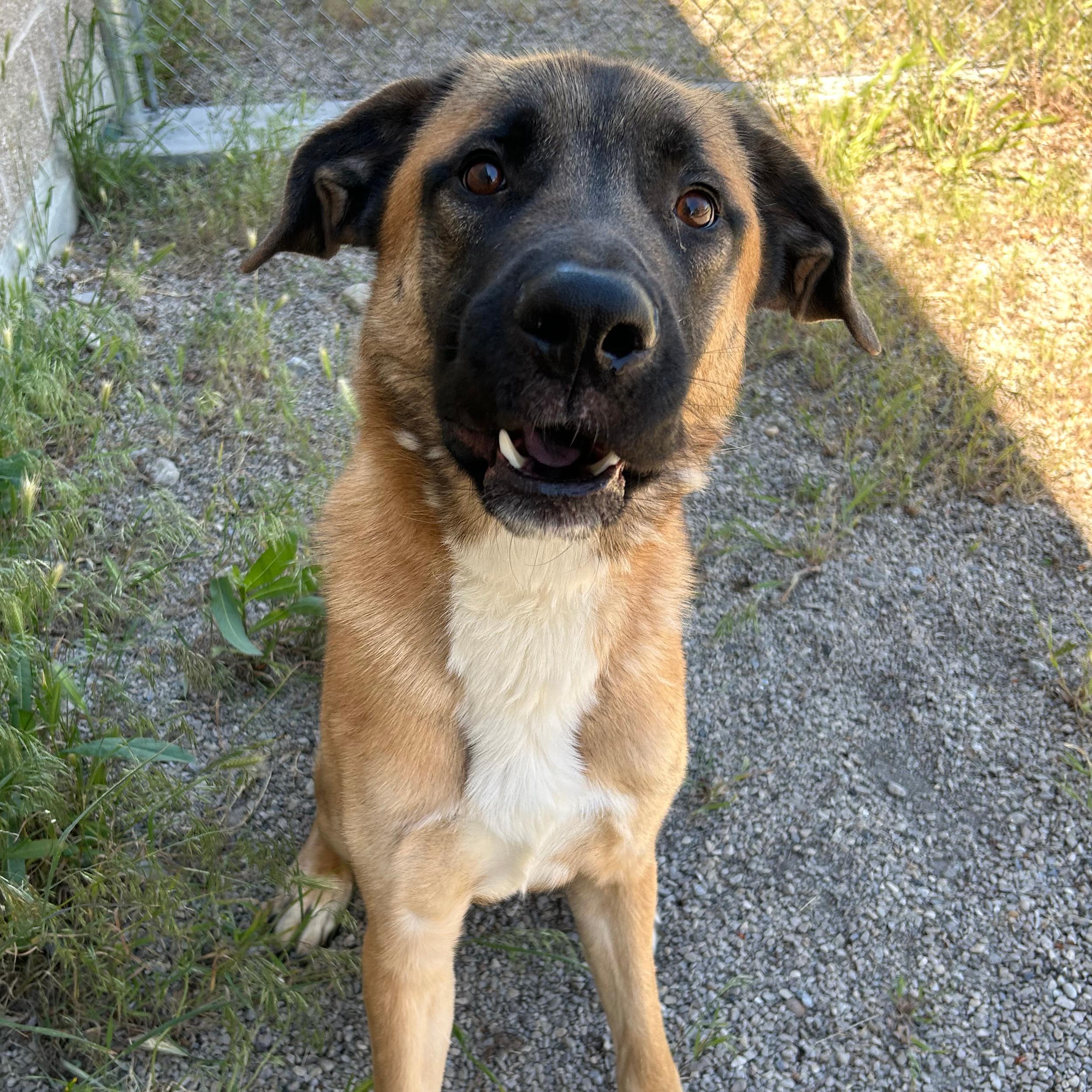 Enlarge Calzone, a ADOPTABLE mixed breed in Lindon, UT image 5/5