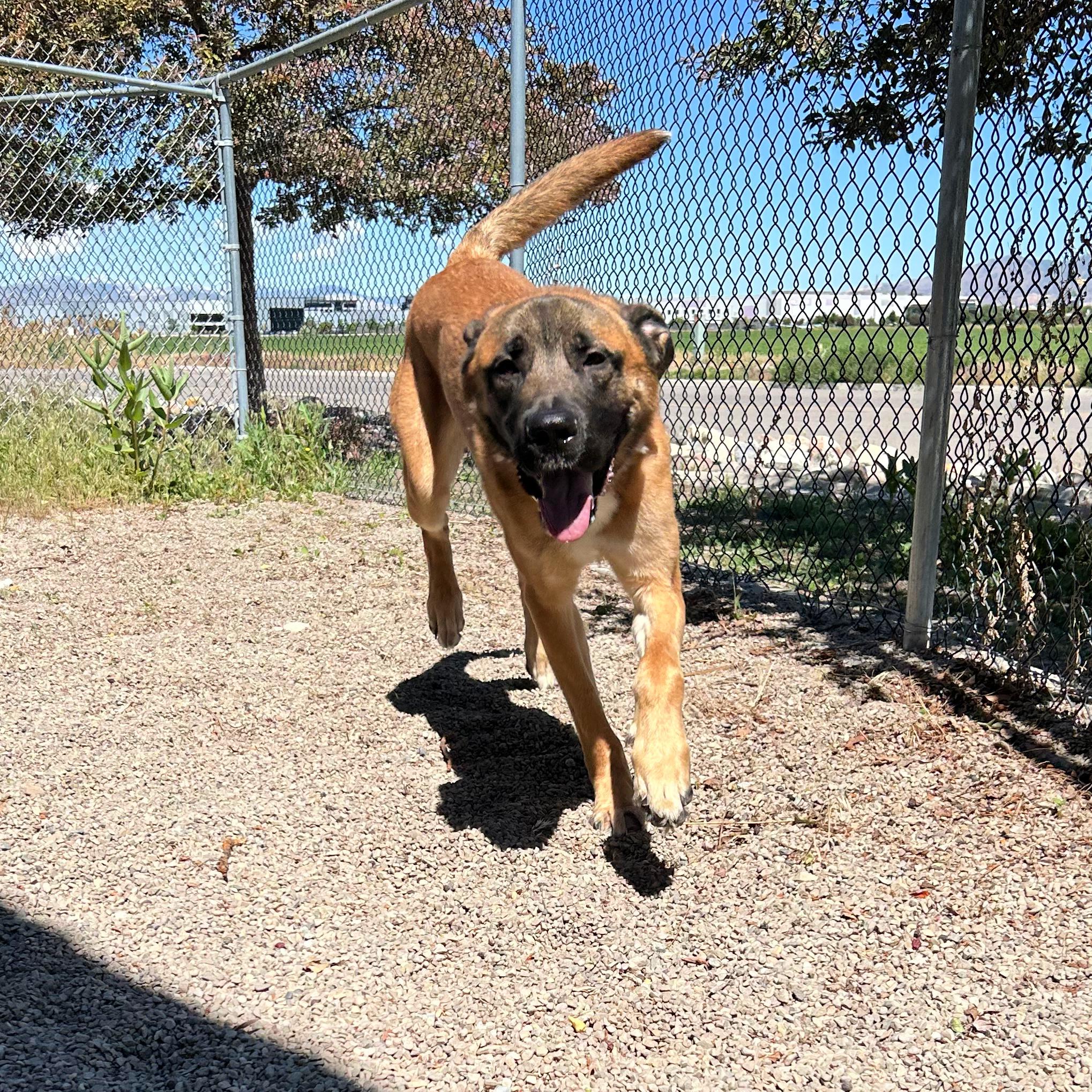 Enlarge Calzone, a ADOPTABLE mixed breed in Lindon, UT image 3/5