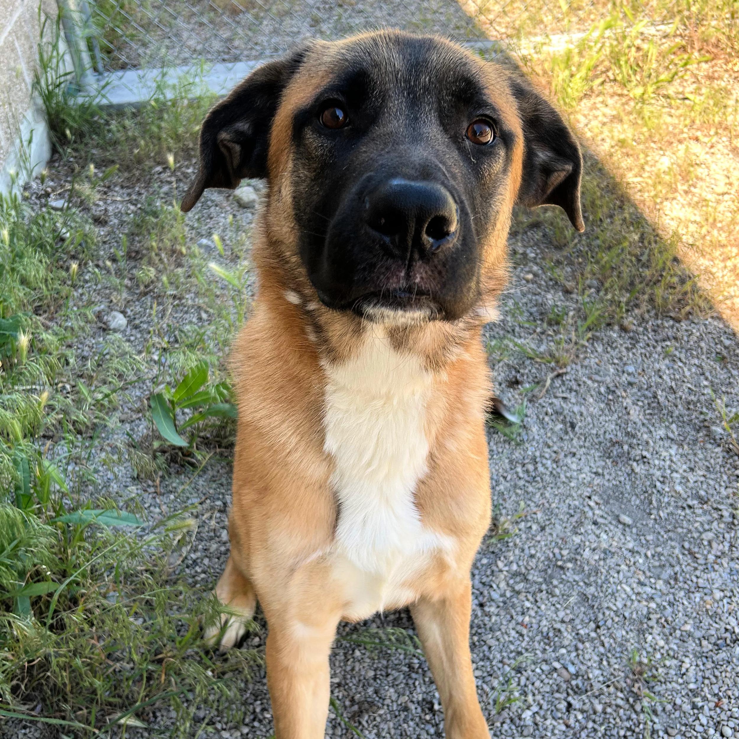 Enlarge Calzone, a ADOPTABLE mixed breed in Lindon, UT image 2/5
