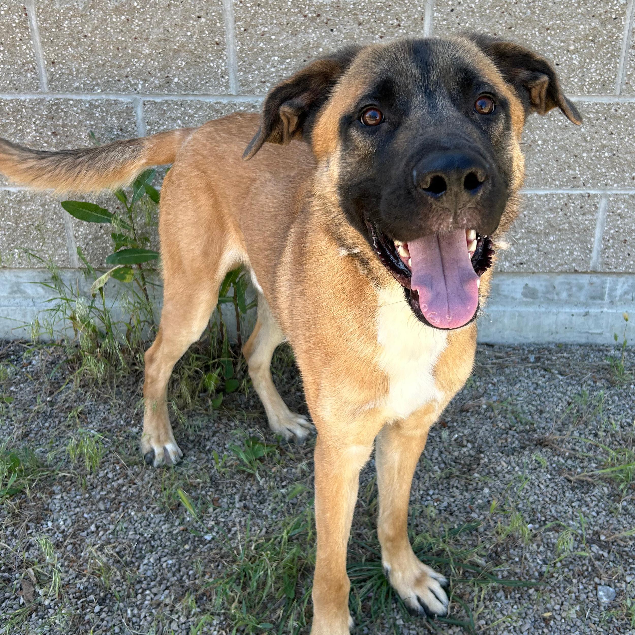 Calzone, ADOPTABLE, Young Male Shepherd.