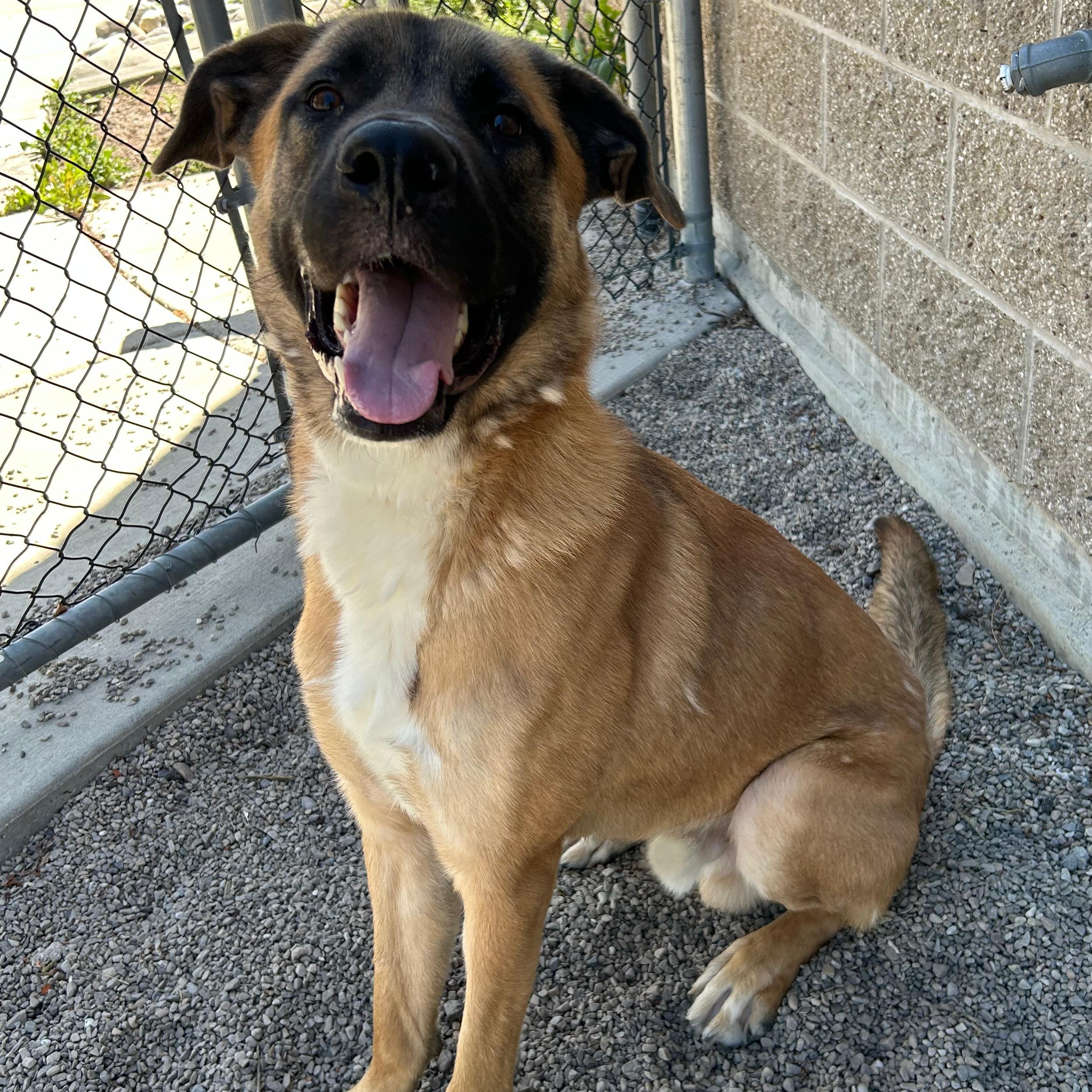 Enlarge Calzone, a ADOPTABLE mixed breed in Lindon, UT image 4/5