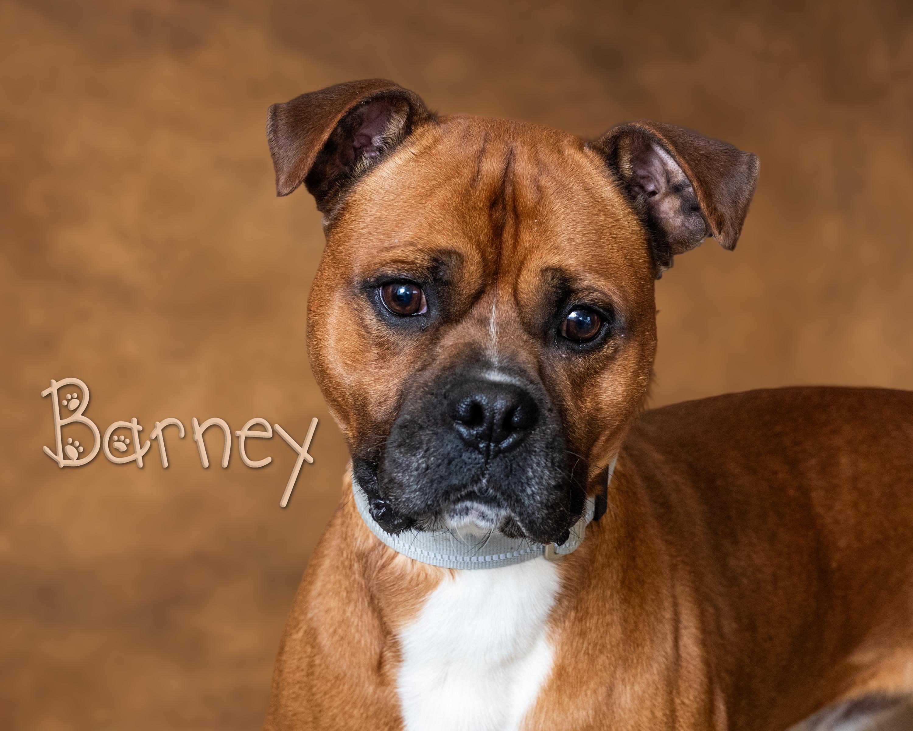 Barney , ADOPTABLE, Young Male Boxer.