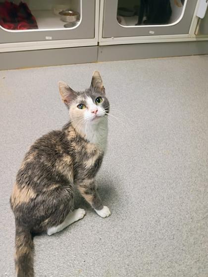 Enlarge Little Girl, a Adoptable mixed breed in Beatrice, NE image 1/2