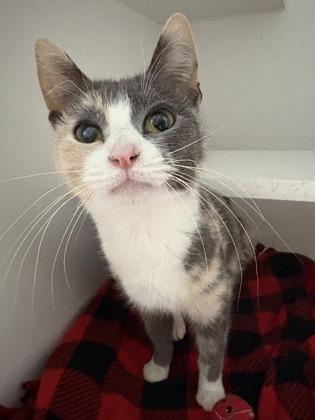 Little Girl, Adoptable, Adult Female Domestic Short Hair & Domestic Short Hair.