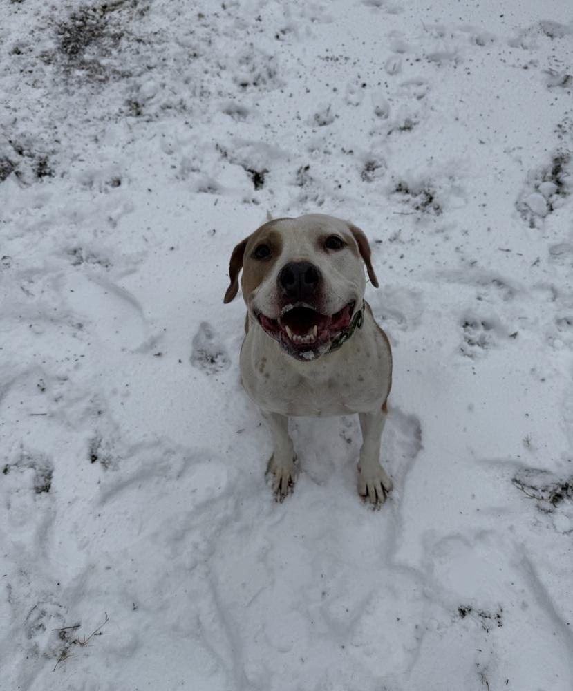 BELLA, a Adoptable mixed breed in BALTIMORE, MD image 1/4