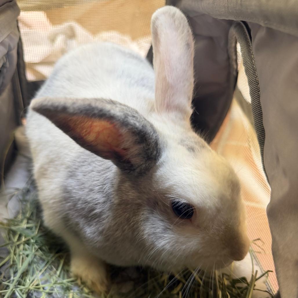 Ashley, Adoptable, Adult Female Harlequin.
