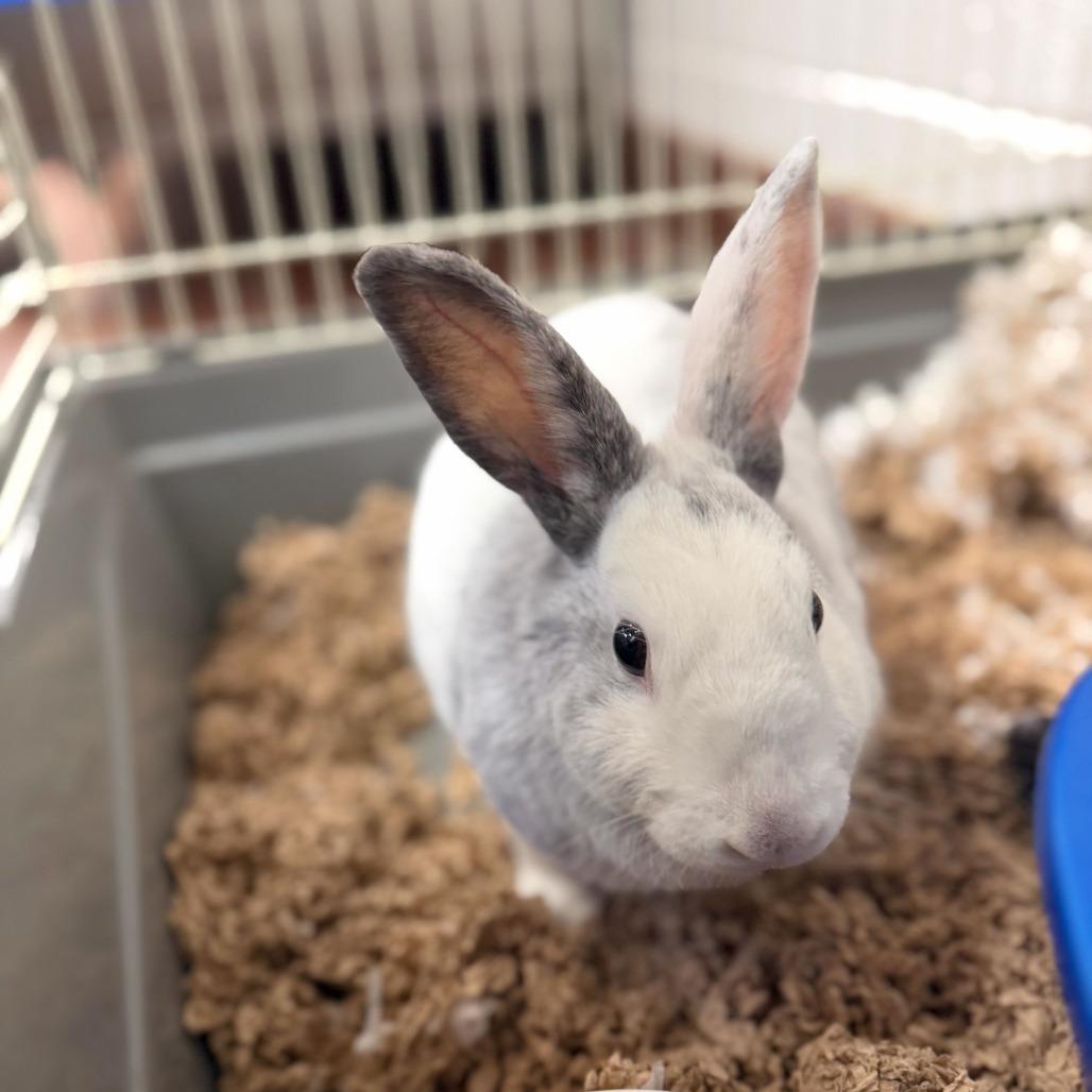 Ashley, a Adoptable Harlequin in Conshohocken, PA image 2/3