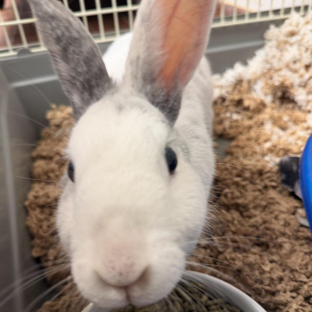 Ashley, a Adoptable Harlequin in Conshohocken, PA image 3/3