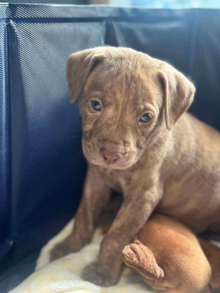 Enlarge Copper, a Adopted mixed breed in Indianapolis, IN image 1/1