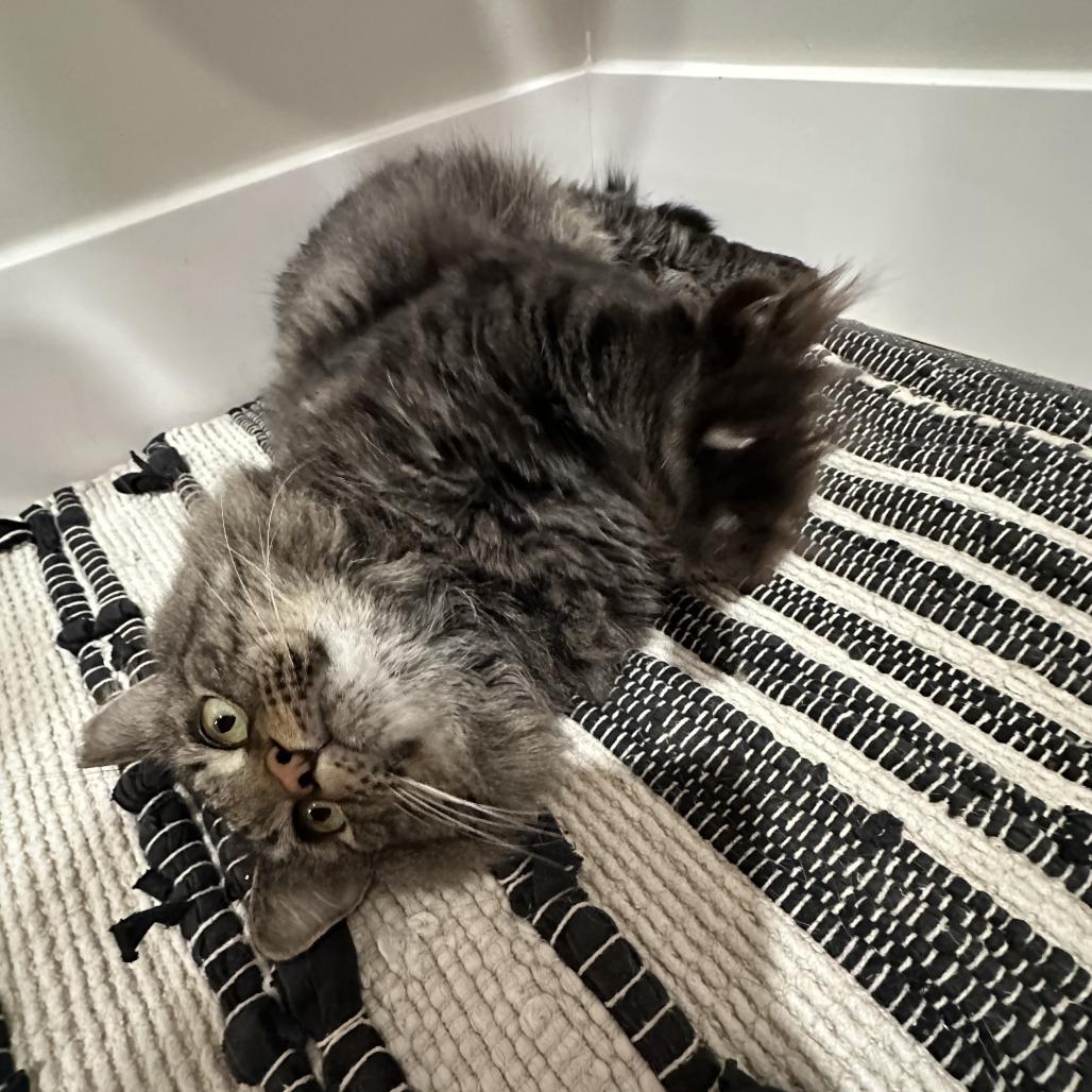 Brutus, Adoptable, Adult Male Domestic Long Hair.