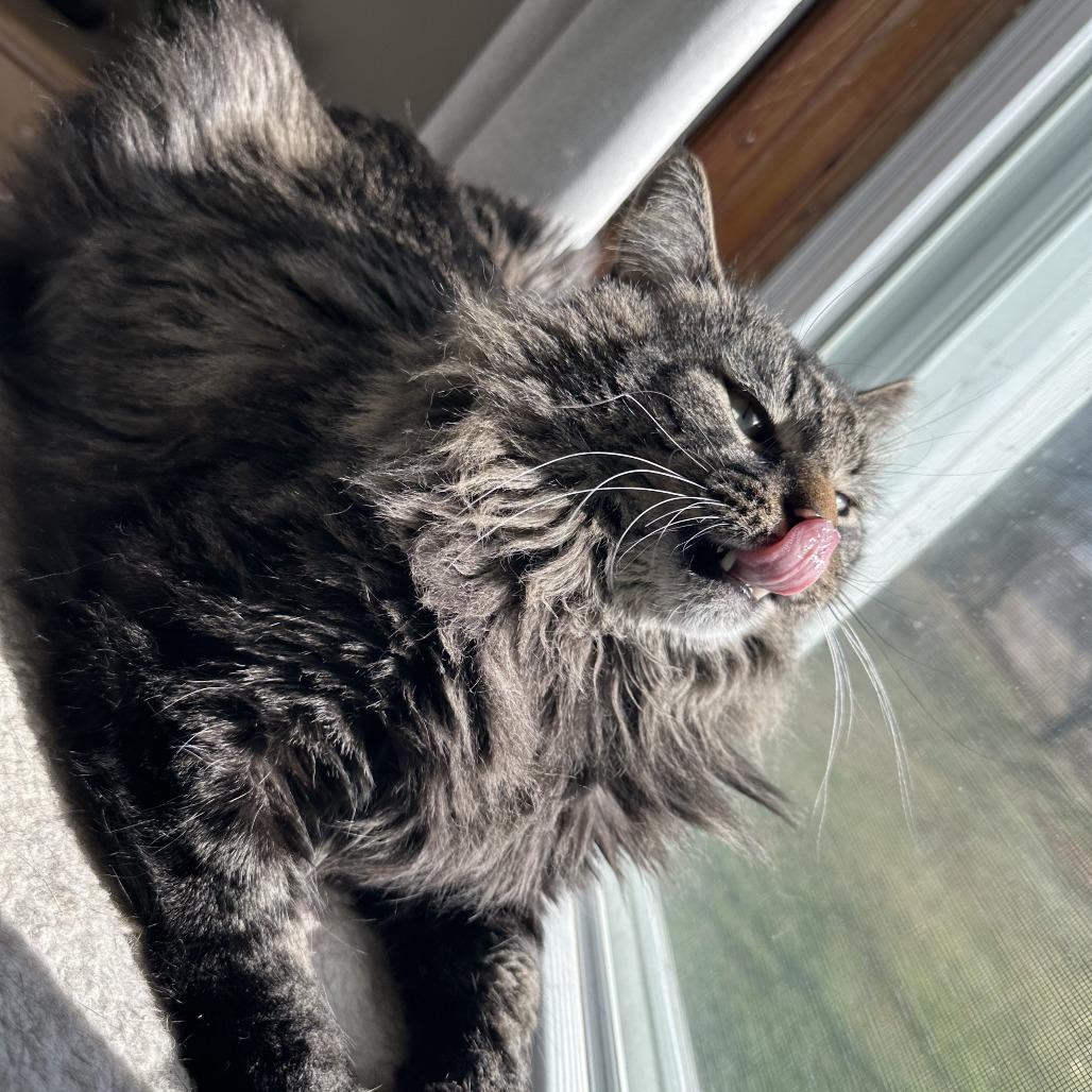 Enlarge Brutus, a Adoptable Domestic Long Hair in Gibsonia, PA image 3/6