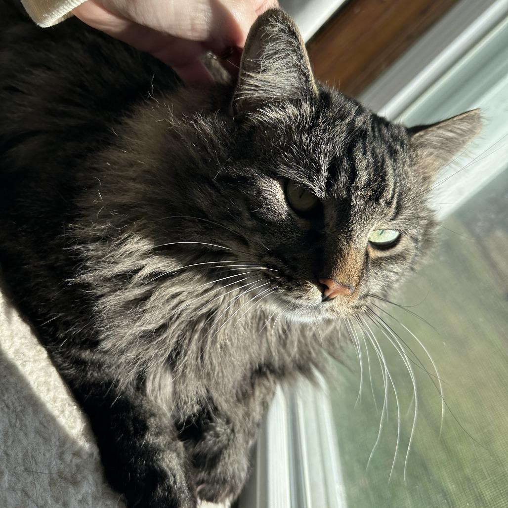 Enlarge Brutus, a Adoptable Domestic Long Hair in Gibsonia, PA image 4/6