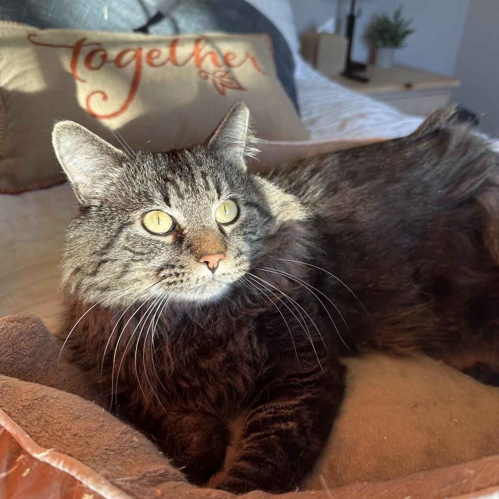 Enlarge Brutus, a Adoptable Domestic Long Hair in Gibsonia, PA image 5/6