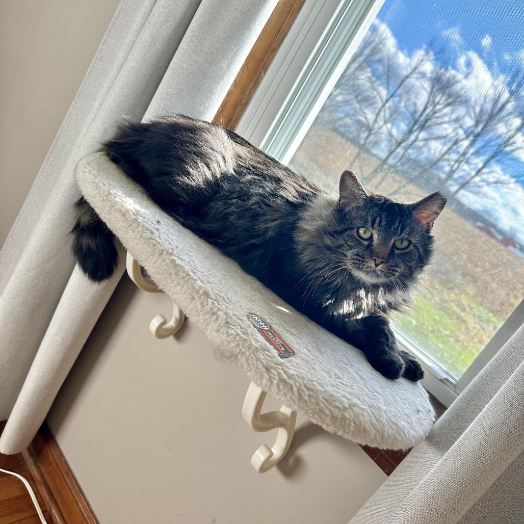 Enlarge Brutus, a Adoptable Domestic Long Hair in Gibsonia, PA image 6/6