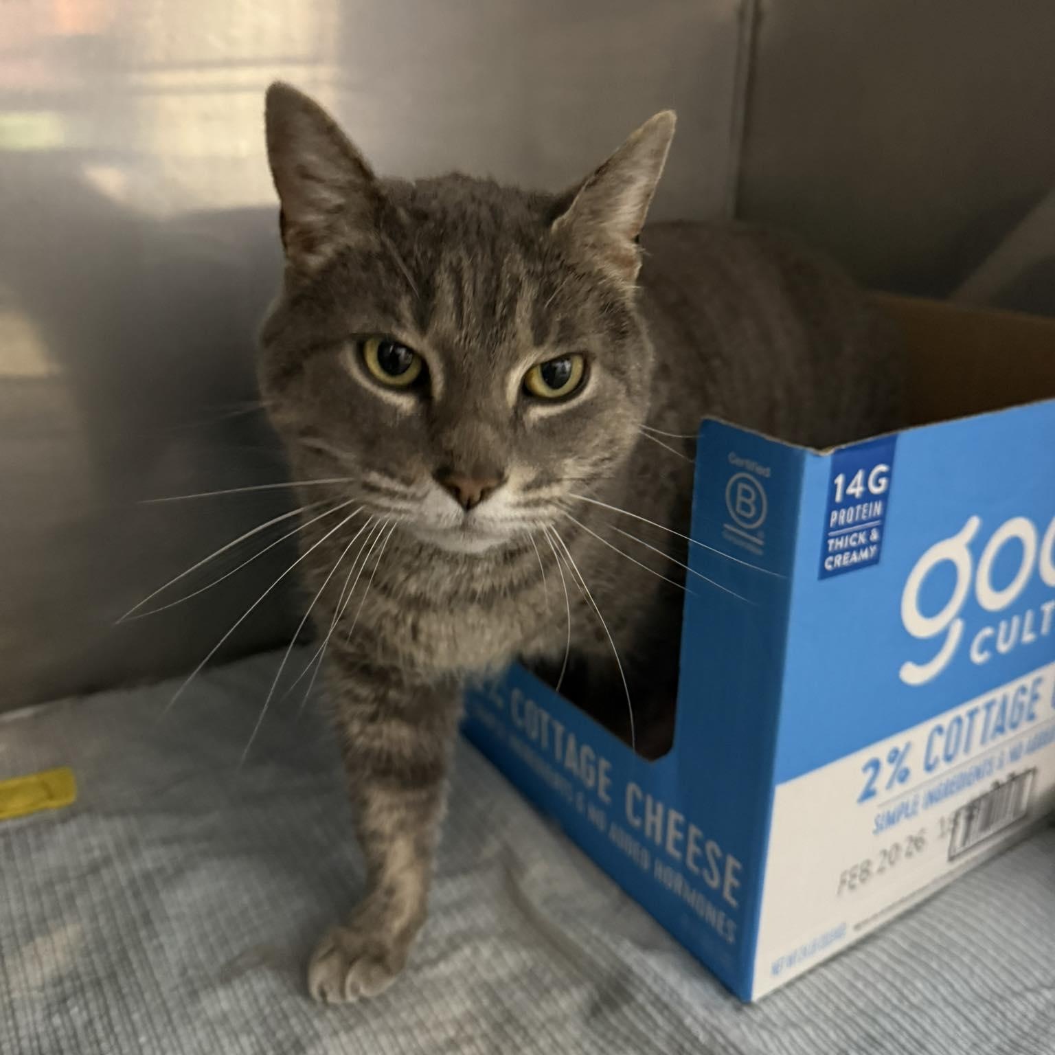 Bertha, adopted, Young Female Domestic Short Hair.
