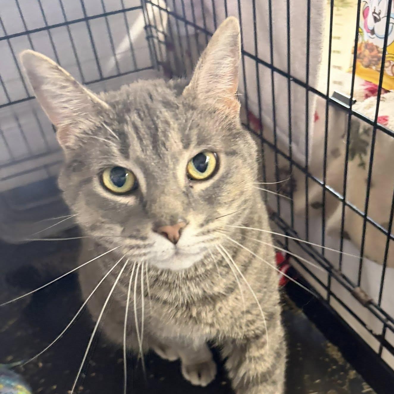 Enlarge Bertha, an adopted Domestic Short Hair in Grand Rapids, MI image 3/3