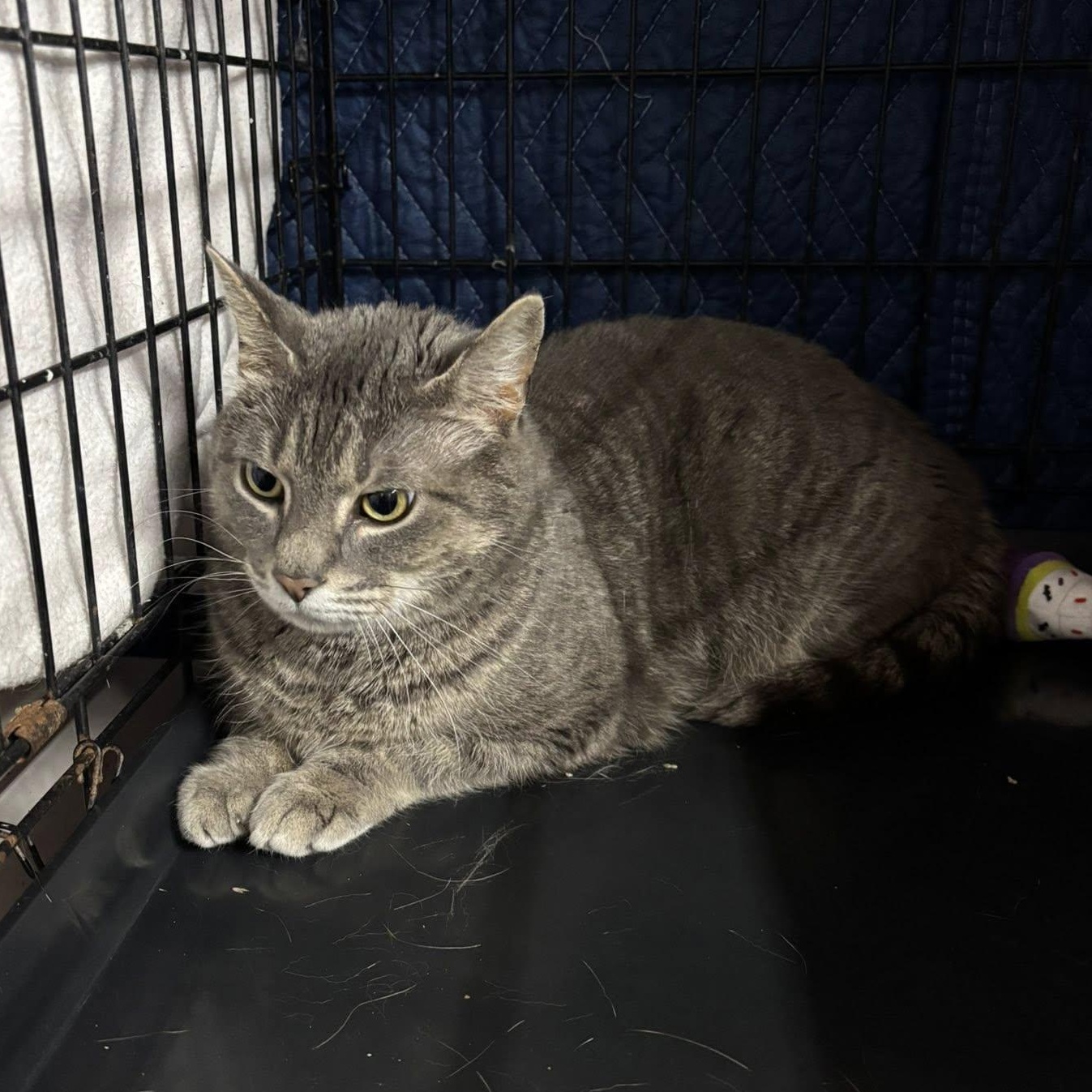 Enlarge Bertha, an adopted Domestic Short Hair in Grand Rapids, MI image 2/3