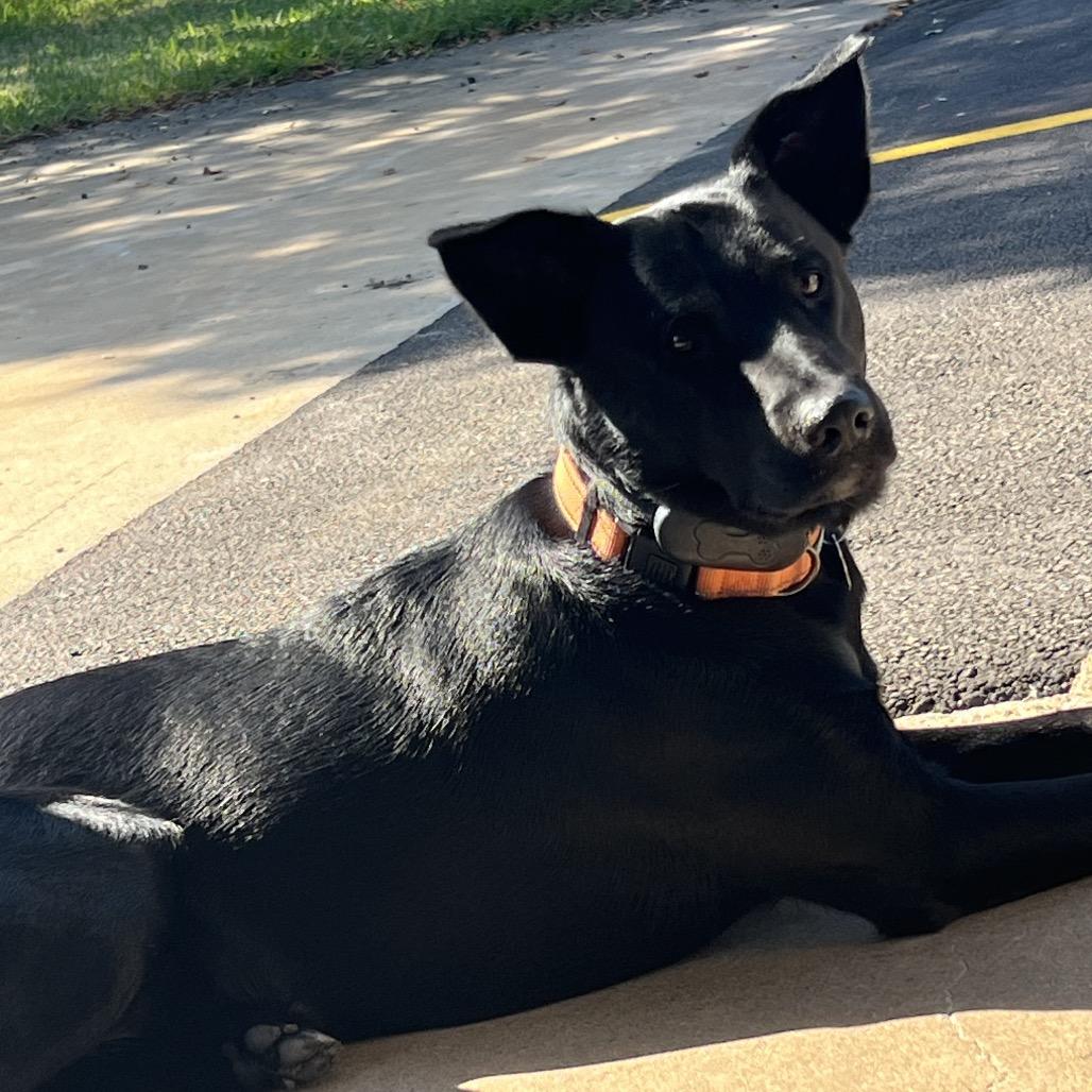 HamHock — thumbnail 2