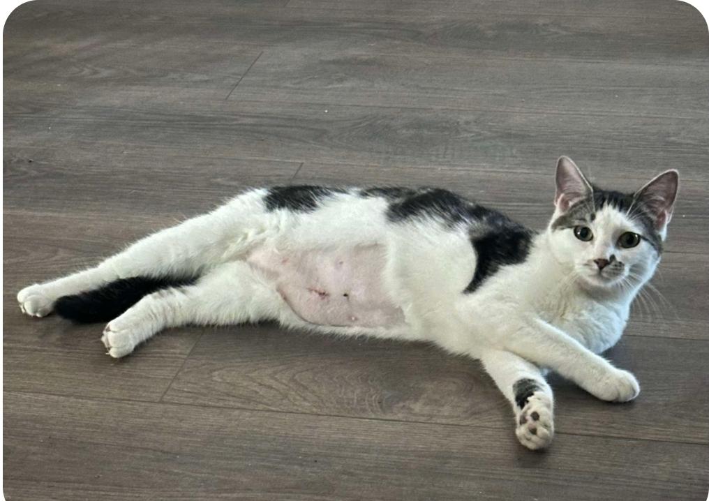 Tiana, Young Female Domestic Short Hair