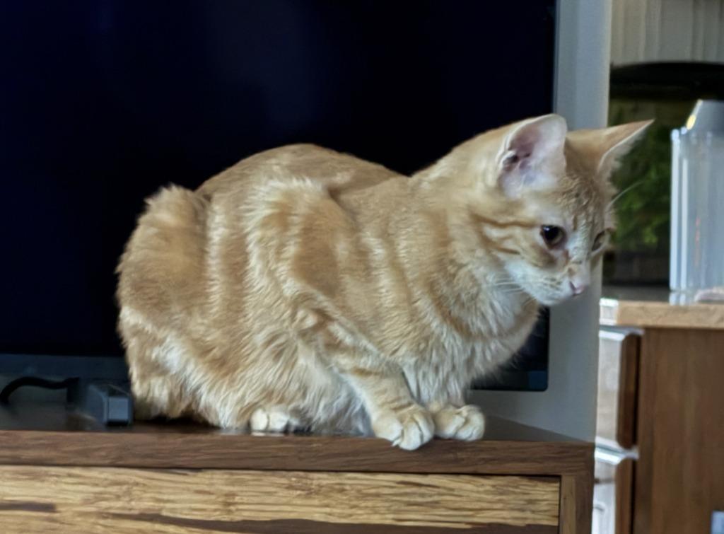 Holly — thumbnail 3