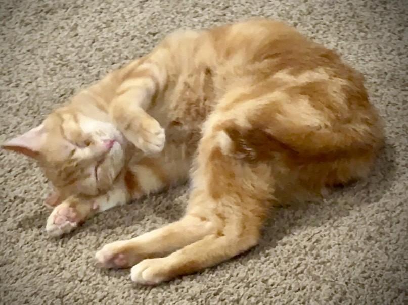 Holly — thumbnail 6