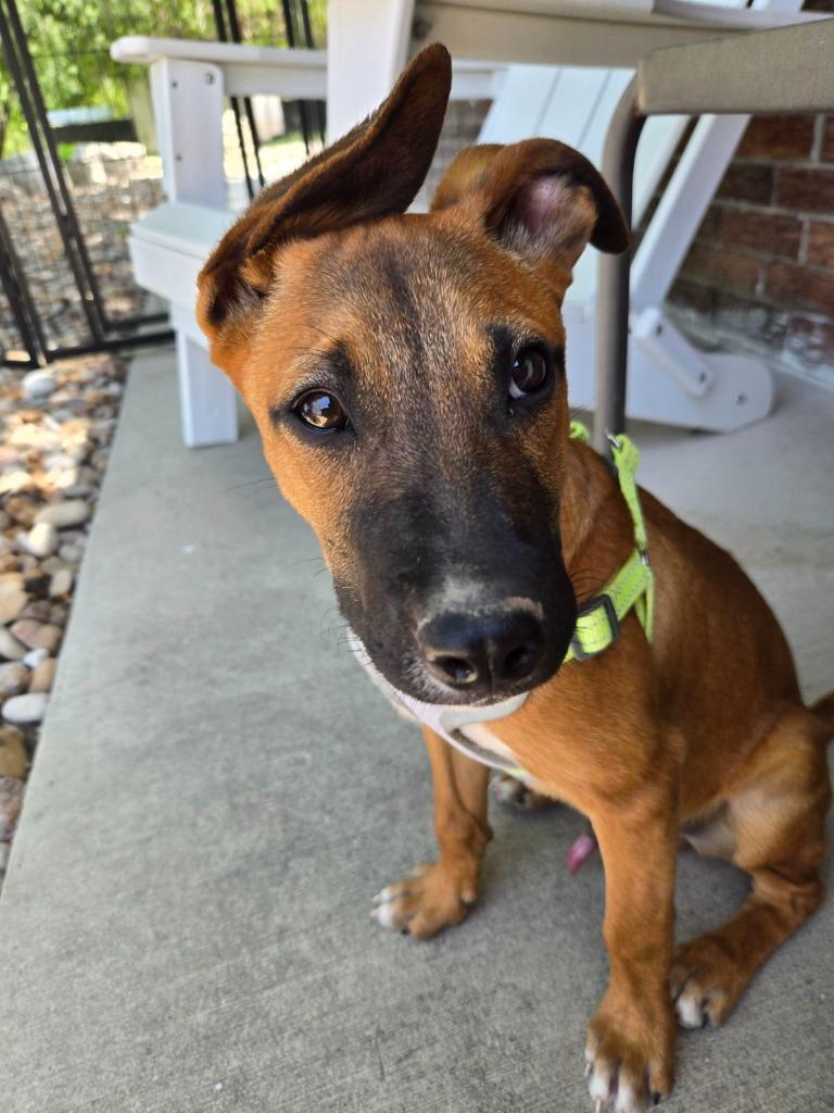 Dusty, a Adoptable mixed breed in Junction, TX image 1/5