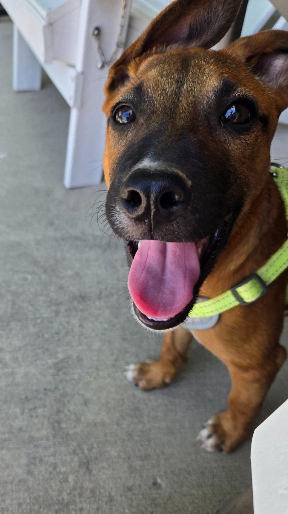 Dusty, a Adoptable mixed breed in Junction, TX image 2/5