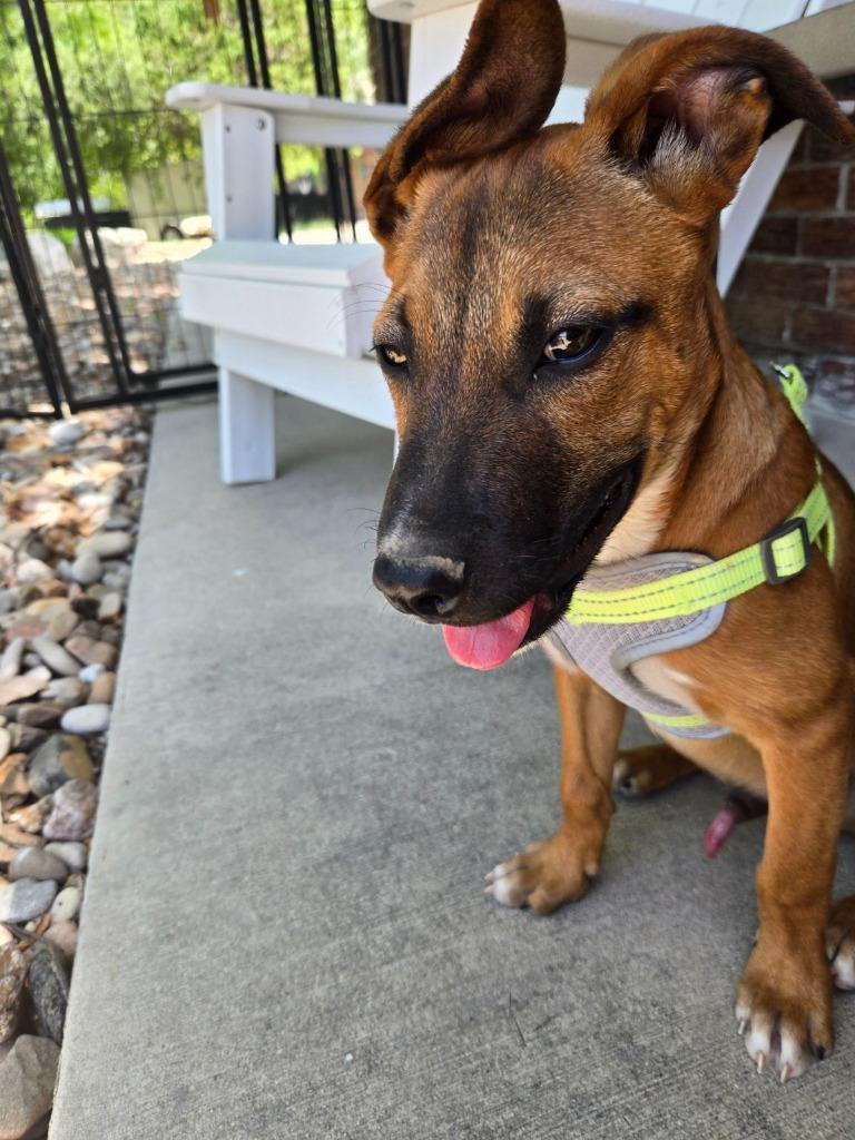 Dusty, a Adoptable mixed breed in Junction, TX image 3/5