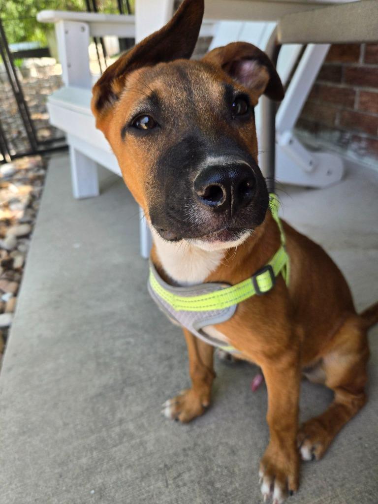 Dusty, a Adoptable mixed breed in Junction, TX image 4/5
