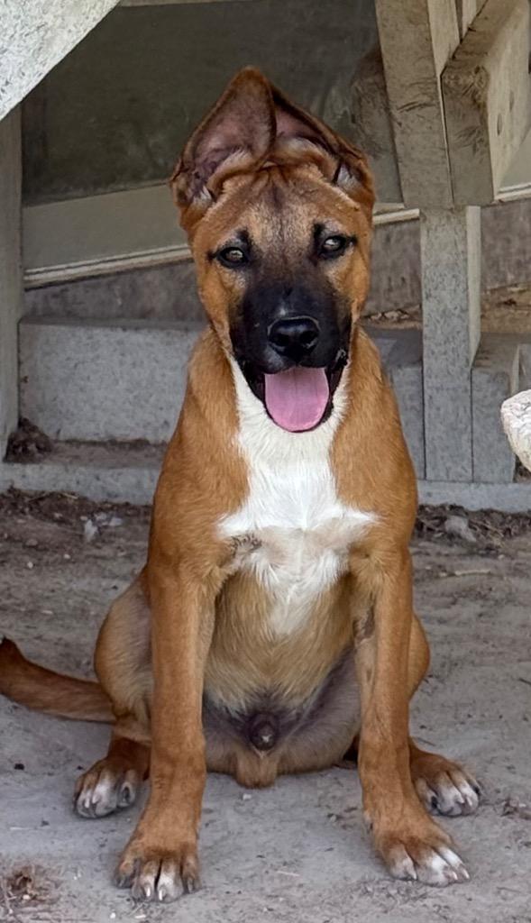 Dusty, a Adoptable mixed breed in Junction, TX image 5/5