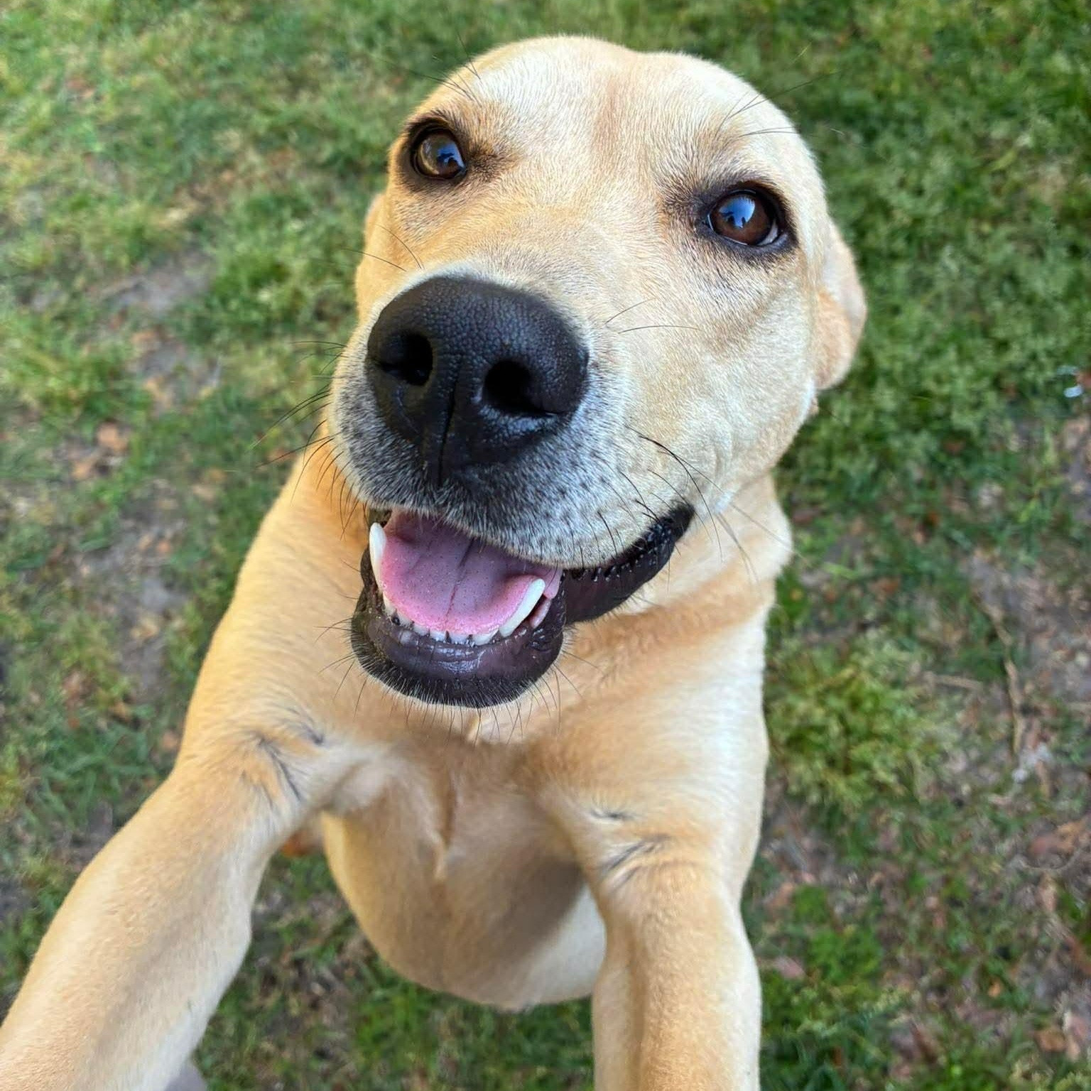 Enlarge Sunny, a ADOPTABLE mixed breed in Wando, SC image 2/2