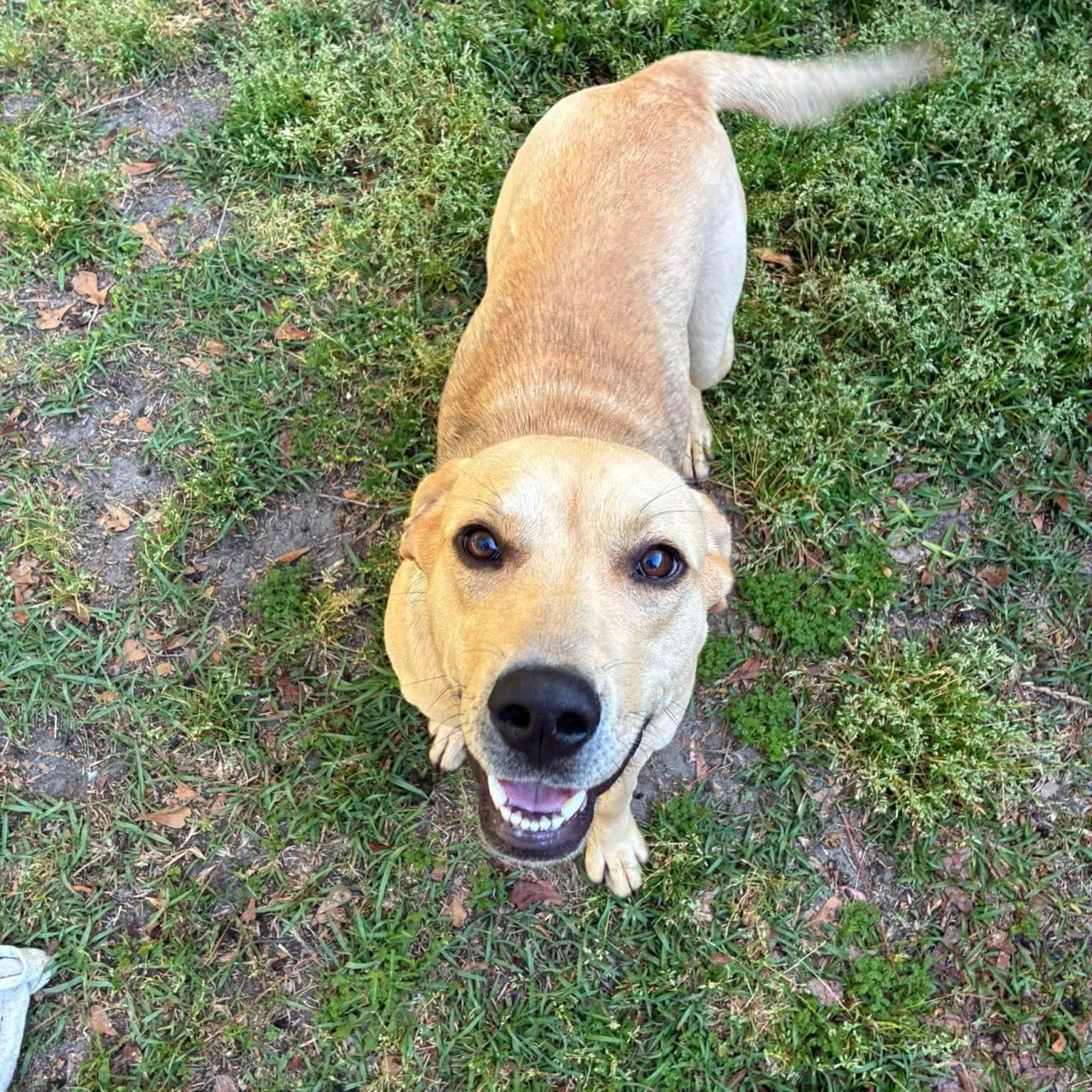 Enlarge Sunny, a ADOPTABLE mixed breed in Wando, SC image 1/2