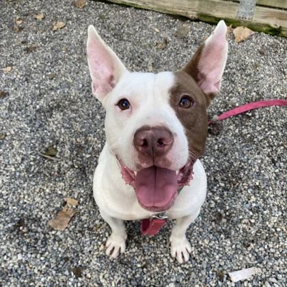 Enlarge Chaz, a Adoptable Mixed Breed in Adrian, MI image 2/4