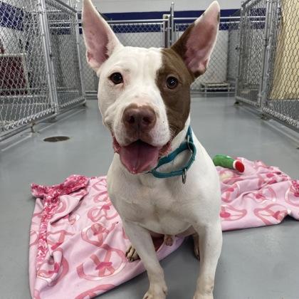 Chaz, Adoptable, Adult Male Mixed Breed.