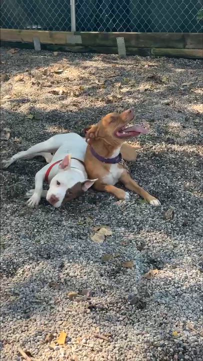 Enlarge Chaz, a Adoptable Mixed Breed in Adrian, MI video 4/4