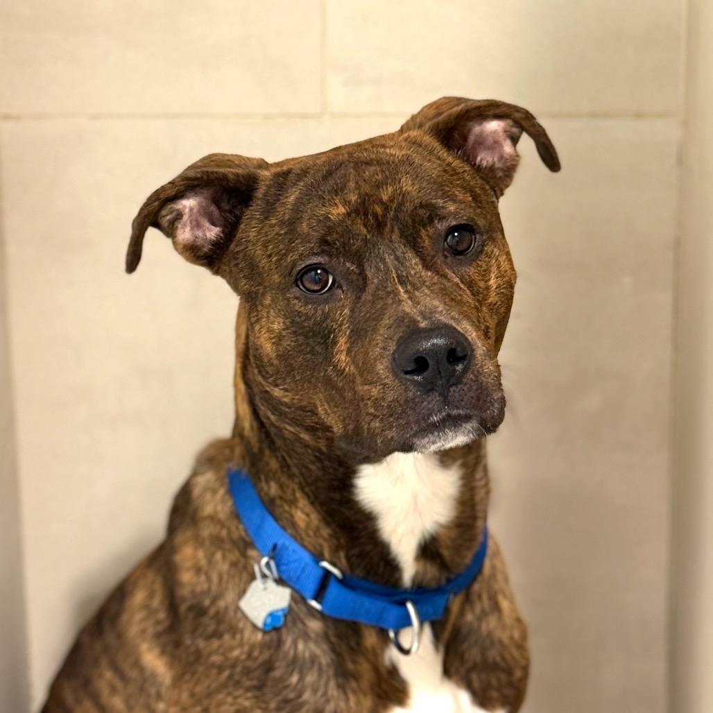 Mario, Adoptable, Adult Male American Staffordshire Terrier.