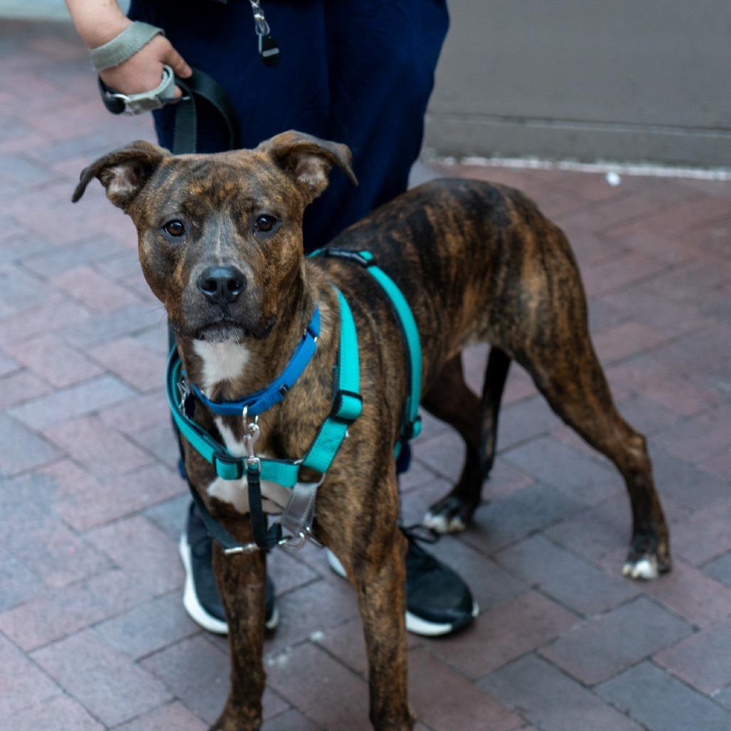 Mario, a Adoptable American Staffordshire Terrier in New York, NY image 3/5