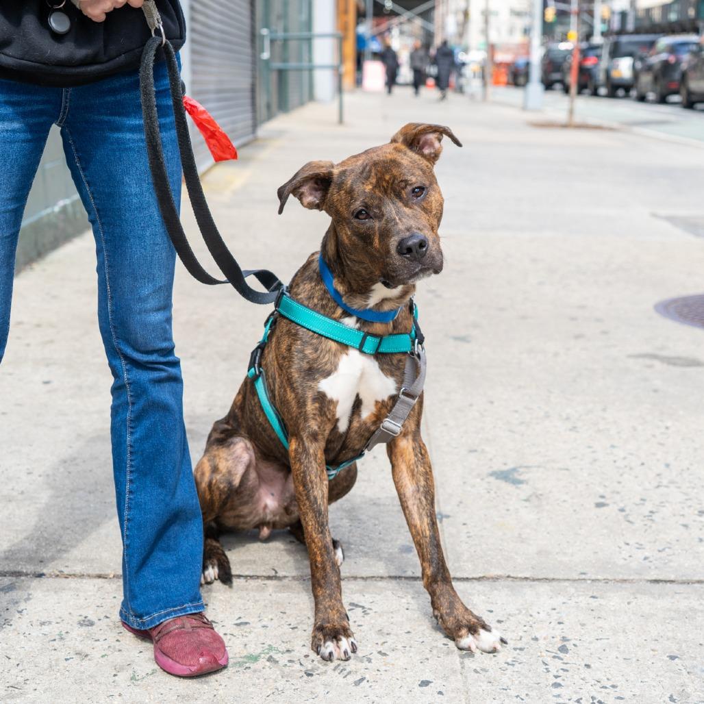 Mario, a Adoptable American Staffordshire Terrier in New York, NY image 4/5