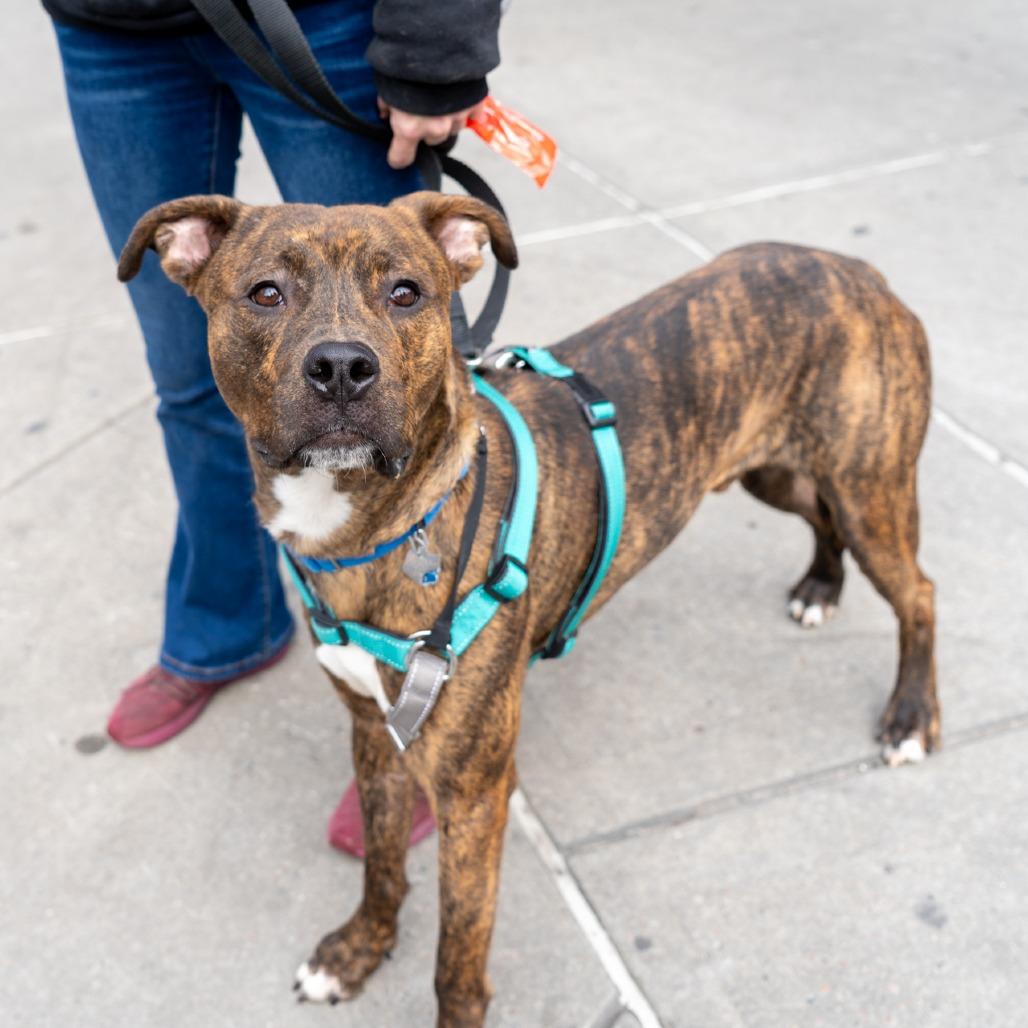 Mario, a Adoptable American Staffordshire Terrier in New York, NY image 5/5