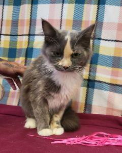 Enlarge Greta, a Adopted mixed breed in Bucyrus, OH image 3/3
