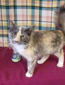 Enlarge Greta, a Adopted mixed breed in Bucyrus, OH image 2/3